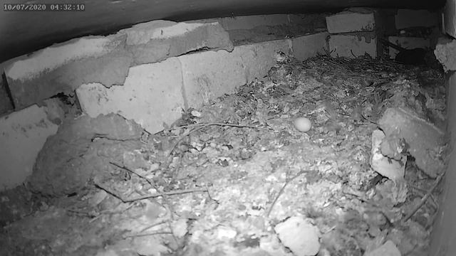 Стрижи выбросили первое яйцо 10.07.2020 г. - The swifts threw out the first egg 10.07.2020. смотреть онлайн