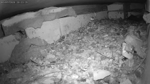 Стриж ругается на камеру 2 - Swift swears on camera 2