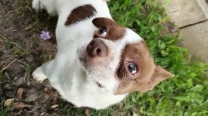 Любимки чихуахуа #дача2025