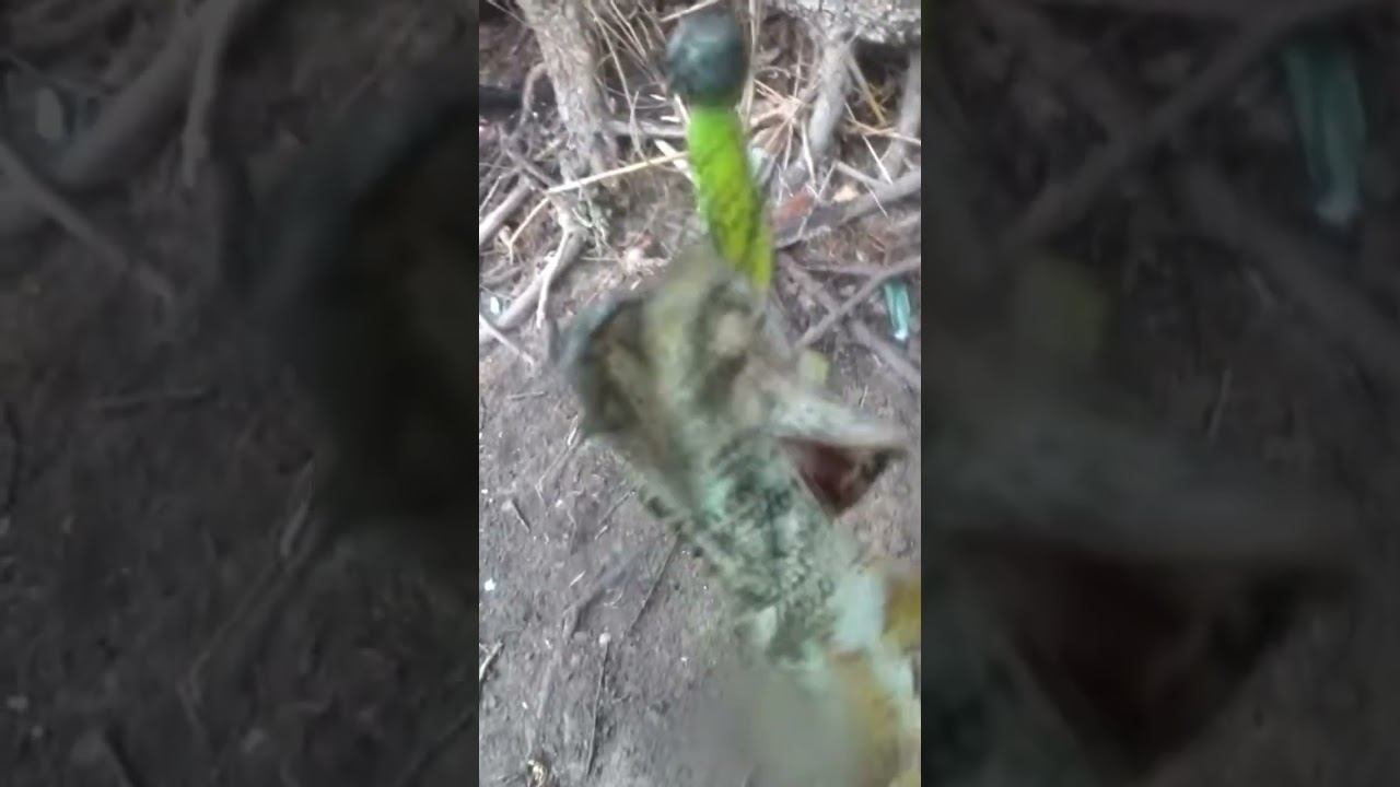 А вы заметили ошыбку? #рыбалка #спиннинг #джиг #shorts смотреть онлайн