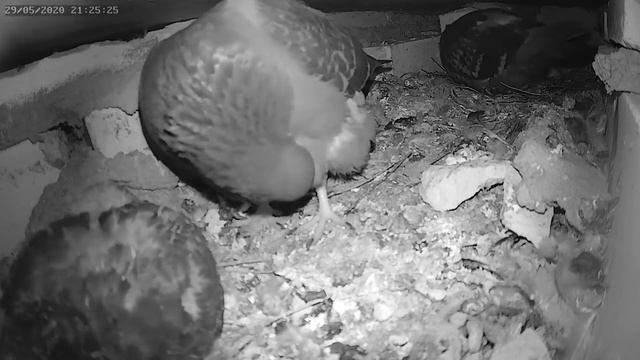 Голубь чистит птенца 2 - The pigeon cleans the chick 2 смотреть онлайн