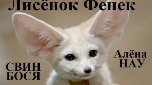 Свин Бося . Лисёнок ФЕНЕК