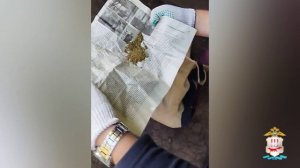 Задержан житель Мордовии, который вырастил в лесу коноплю, а марихуану хранил на заброшенной даче