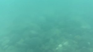 Подводный мир черного моря в Адлере в районе Бархатных Сезонов