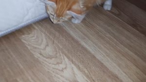 как сема играет степай