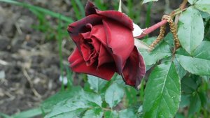 03=05=2025 ник     (8)  ЦВЕТ .