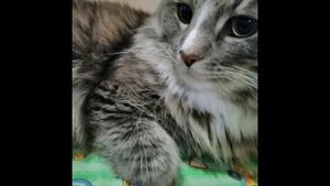 кот попкат MEME кот дымок