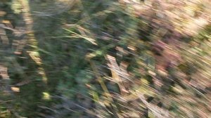 В тундре 04.09.2025 80