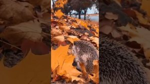 одинокий клён...