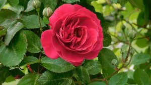 03=05=2025 ник     (47)  ЦВЕТ  РОЗА  -=- РОЗА.