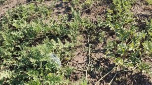 Огород 12 сентября 2025