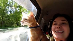 22-2017 Какие ВИЛЫ лучше_ СЕЛФИ с кошкой _) _ Elena Pero