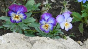 03=05=2025 ник (32) ЦВЕТ.