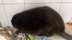 Бобр Василиса умерла