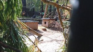 Котята сервала подросли очень быстро