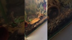 Ручные лягушки, кушают с рук