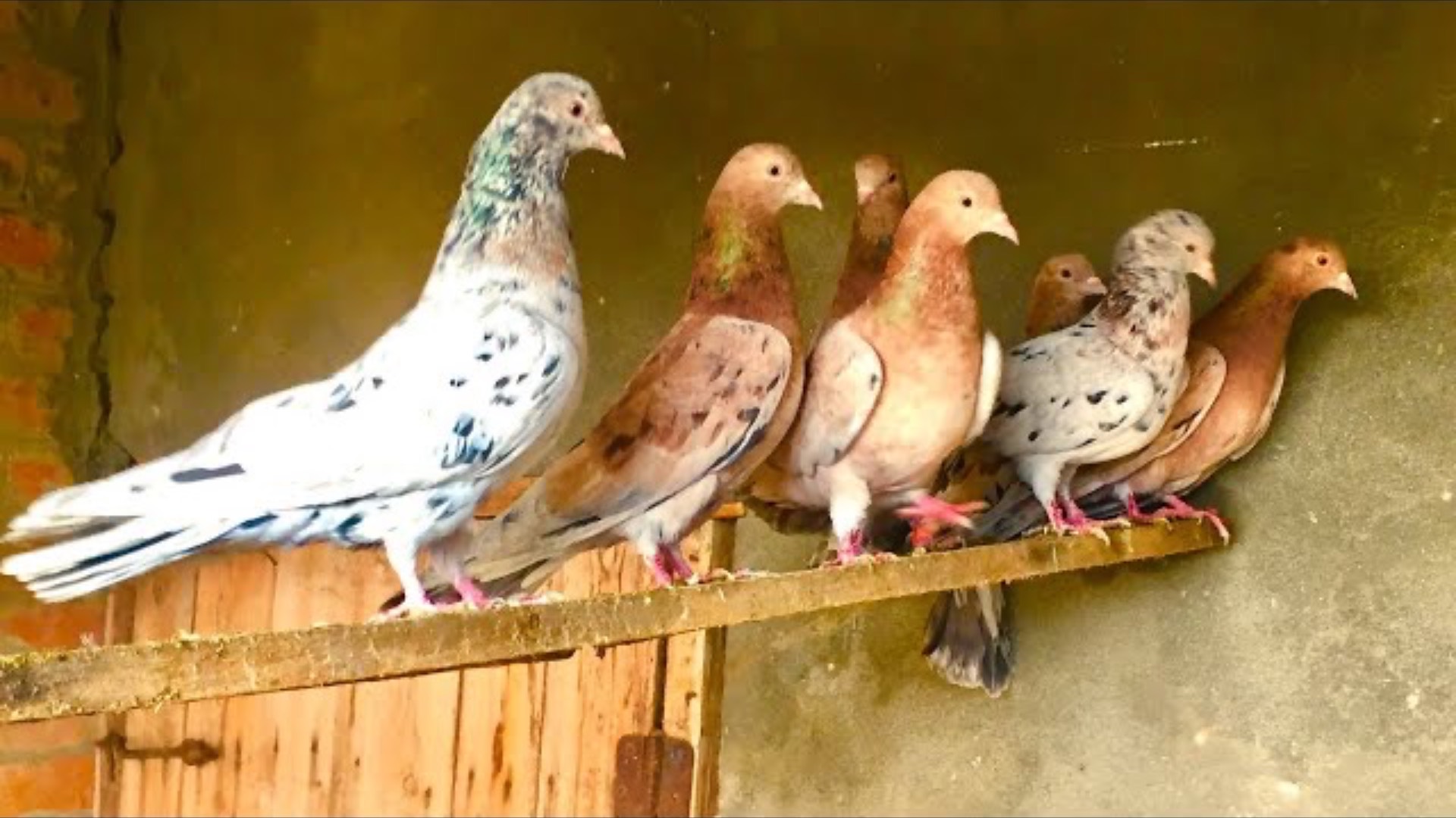 Мраморные Бакинские Голуби!  Обзор самок, разделил самцов от самок! смотреть онлайн