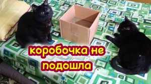 Кошки и коробка.