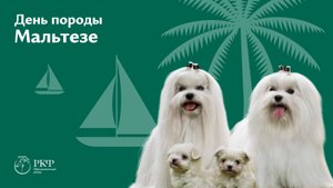 День породы Мальтезе, 13 сентября 2025