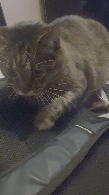 битва экстрасенсов смотреть онлайн