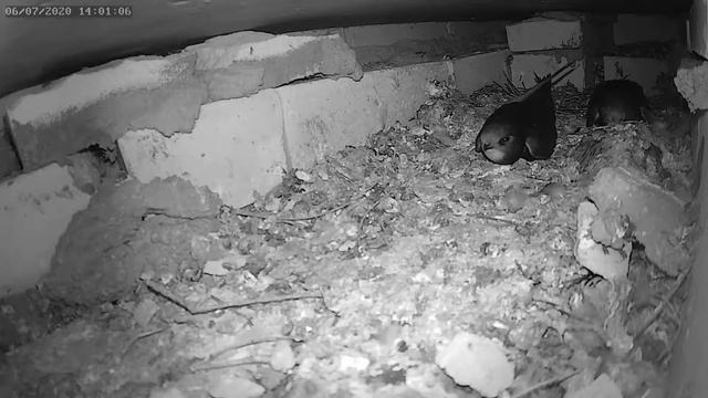 Стрижи медитируют - Swifts meditate смотреть онлайн