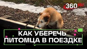 Новая потеряшка на железной дороге: как защитить животных в авиа- и жд-перевозках