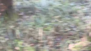 Норман. 12.09.25. Вальдшнеп.