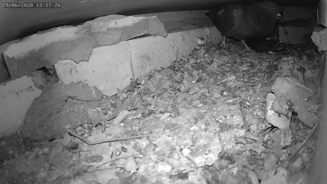 Голубь потерял страх 29.06.2020 г. - The pigeon lost its fear 29.06.2020. смотреть онлайн