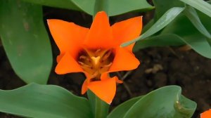 01=04=2025  ник   (100).  ЦВЕТ