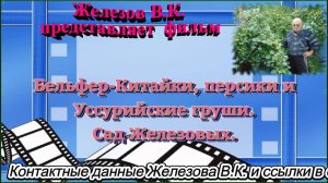 Бельфер-Китайки, персики и Уссурийские груши. Сад Железовых.