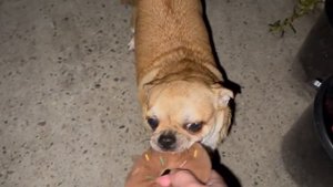 Небольшие, вечерние гуляния.