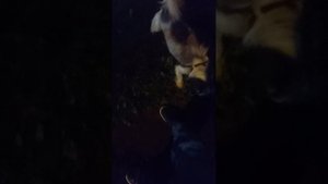 просто гуляю с собакой