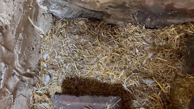 234. Делаем ремонт в доме своими руками в Британии. Ничего не покупаем, все берем в аренду.