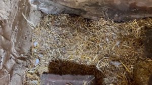 234. Делаем ремонт в доме своими руками в Британии. Ничего не покупаем, все берем в аренду.