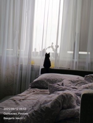 обзор на Аркашу