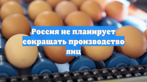 Россия не планирует сокращать производство яиц