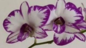 П-8.Ч-11. Дендробиум Аля сполох рост цветоноса и набухание бутонов.