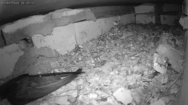 Стриж открыл рот - The swift opened their mouth смотреть онлайн