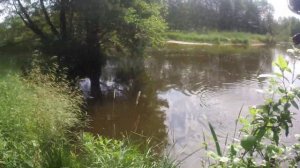 Жерех из засады. Река Щара.
