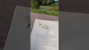 Рассказ Соколова -Микитова «Ива». Что мне помогает от стресса - и Вам поможет тоже