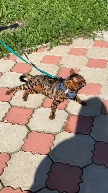 Симба – ленивый бенгал: Солнечные ванны и фитнес-наставления!