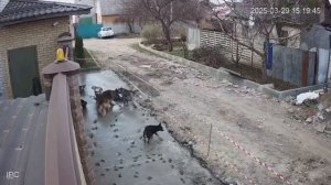 Собака по цементу