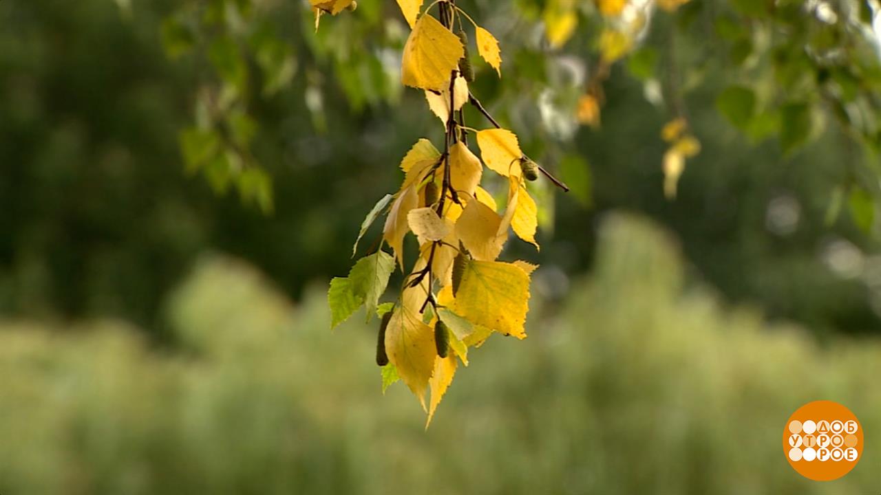 Почему лето - бабье? Доброе утро. Фрагмент выпуска от 12.09.2025