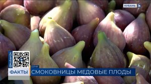 В Сочи фермеры собрали уже две тонны инжира
