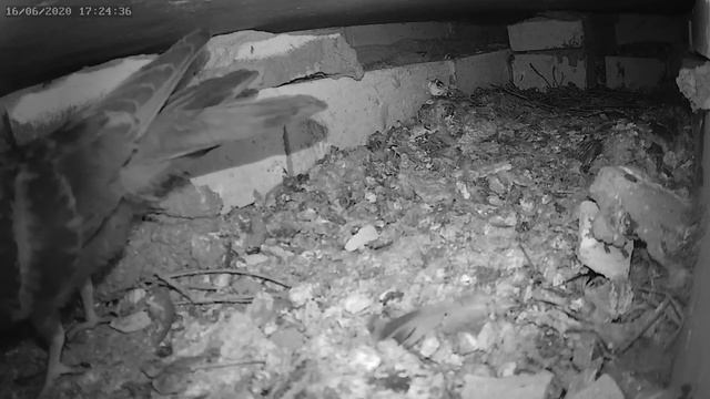 Голуби пинают яйцо 2 - Pigeons kick an egg 2 смотреть онлайн