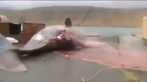 BALİNANIN PATLAMA ANI YUH