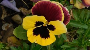 03=05=2025 ник     (21)  ЦВЕТ.