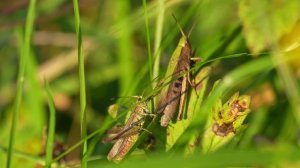 Как и чем поет кобылка (кузнечик)