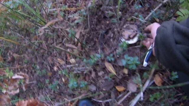 Славная была грибная охота!!! смотреть онлайн