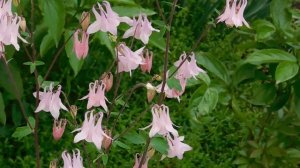 03=05=2025 ник     (28)  ЦВЕТ .